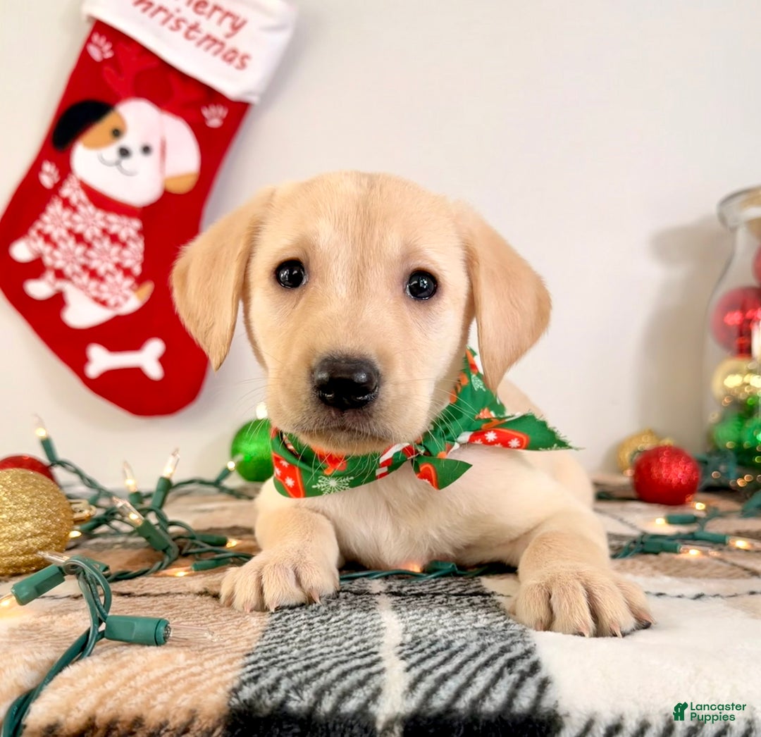 Labrador Retriever dogs for sale: Lenny - Ad 3