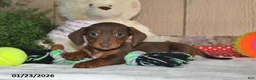 Miniature Dachshund dogs for sale: Koby - Ad 4