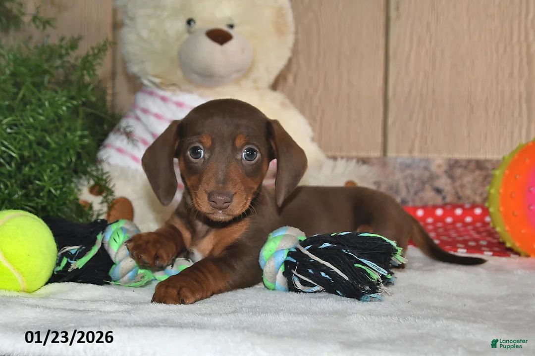 Miniature Dachshund dogs for sale: Koby - Ad 4