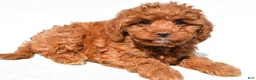 Cavapoo dogs for sale: Julia - Ad 1