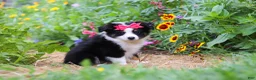Toy Australian Shepherd dogs for sale: Rory - Ad 3