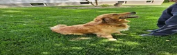 Golden Retriever dogs for sale: Duke - Ad 24