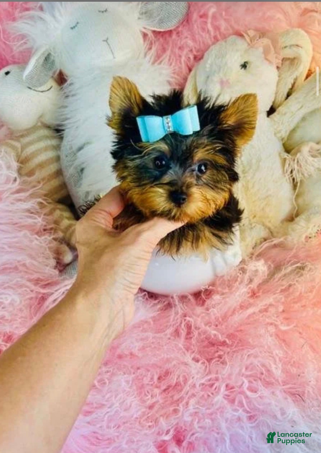 Yorkshire Terrier dogs Teacup pocket Yorkshire Terrier 1 - Ad 1