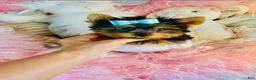 Yorkshire Terrier dogs for sale: Teacup pocket Yorkshire Terrier 1 - Ad 1