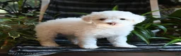 Bichpoo dogs for sale: Buddy - Ad 5