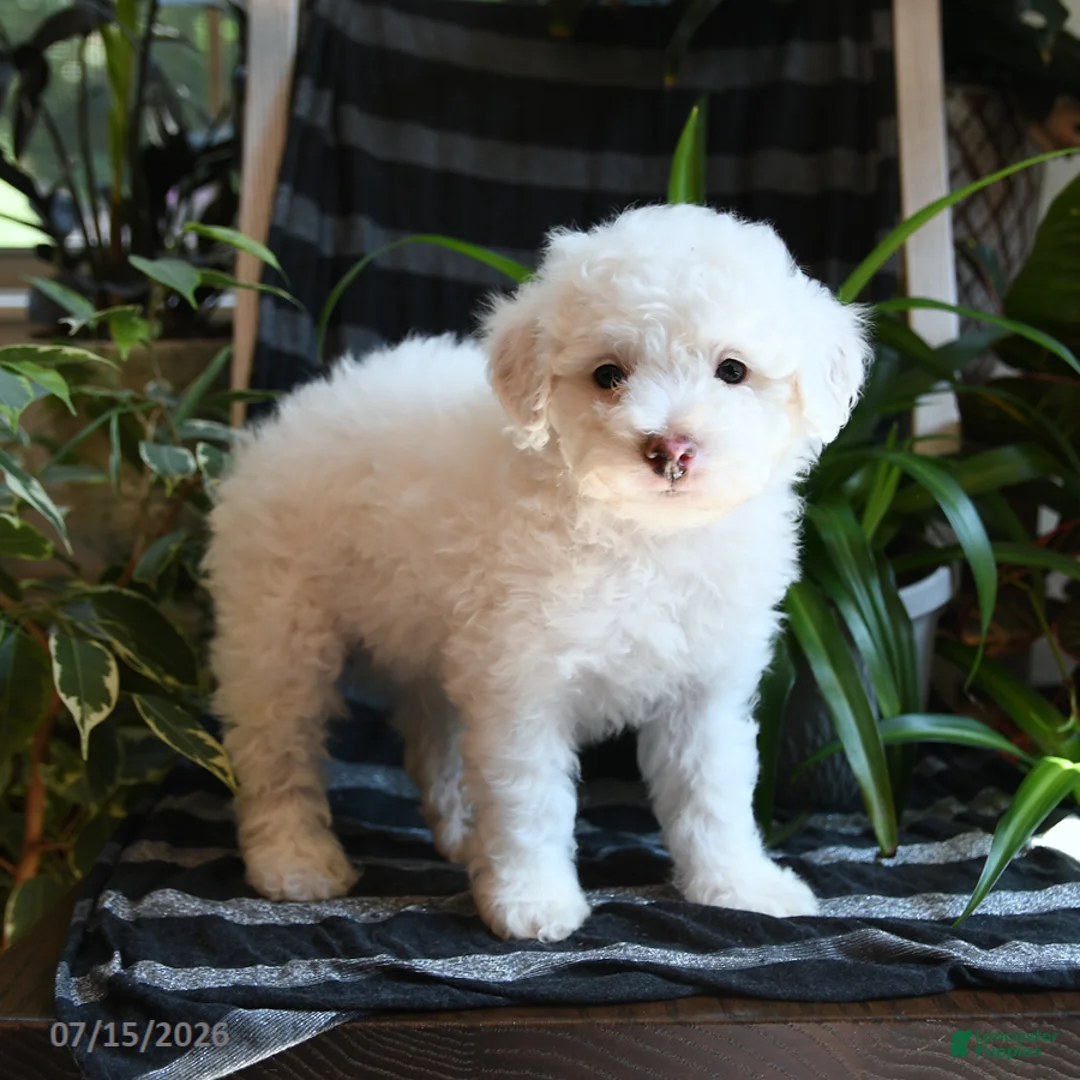 Bichpoo dogs for sale: Buddy - Ad 5