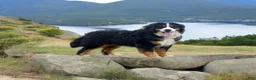 Bernese Mountain Dog dogs for sale: Gina - Ad 5