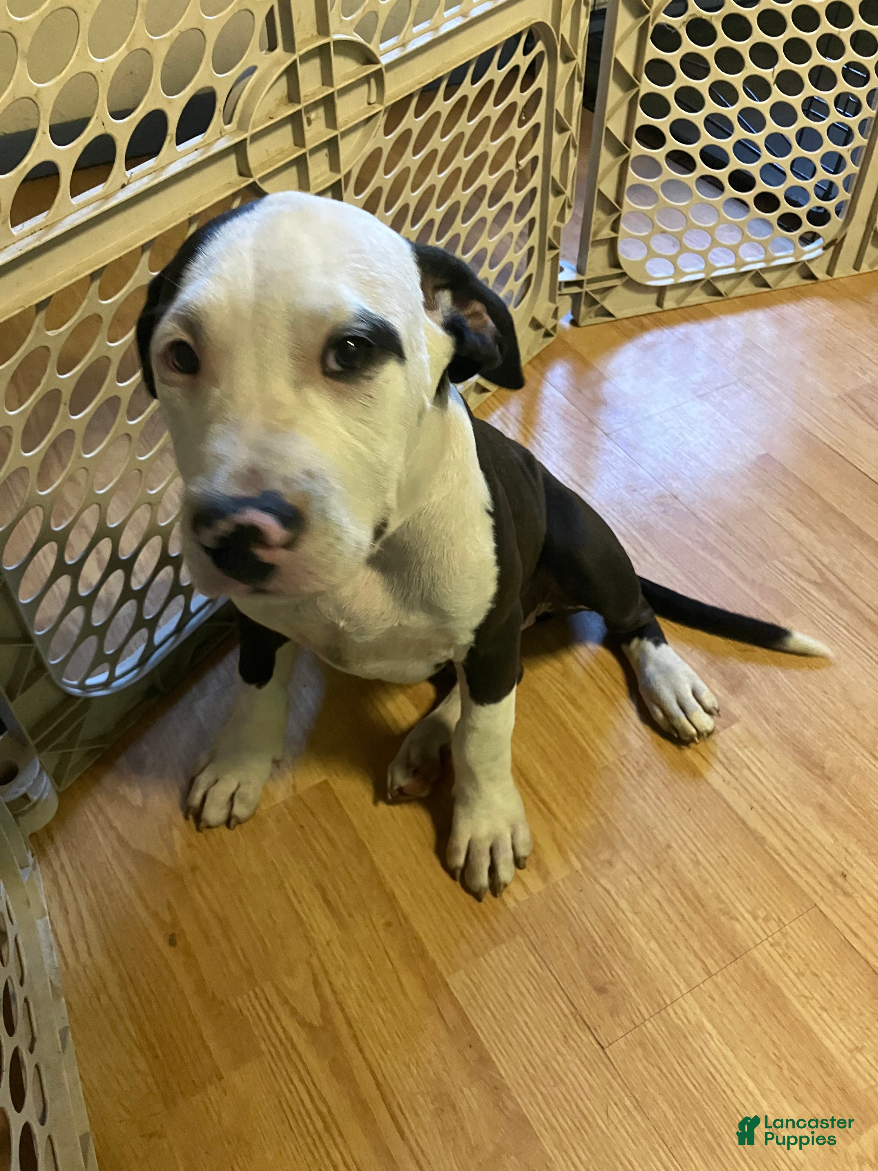 Mixed Breed dogs Martha - Ad 3