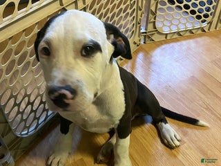 Mixed Breed dogs Martha - Ad 26