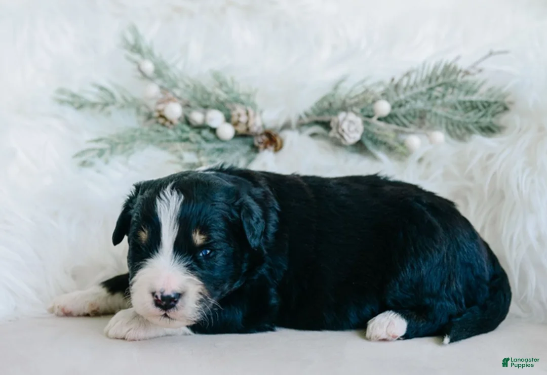 Mixed Breed dogs for sale: Gus - Ad 2