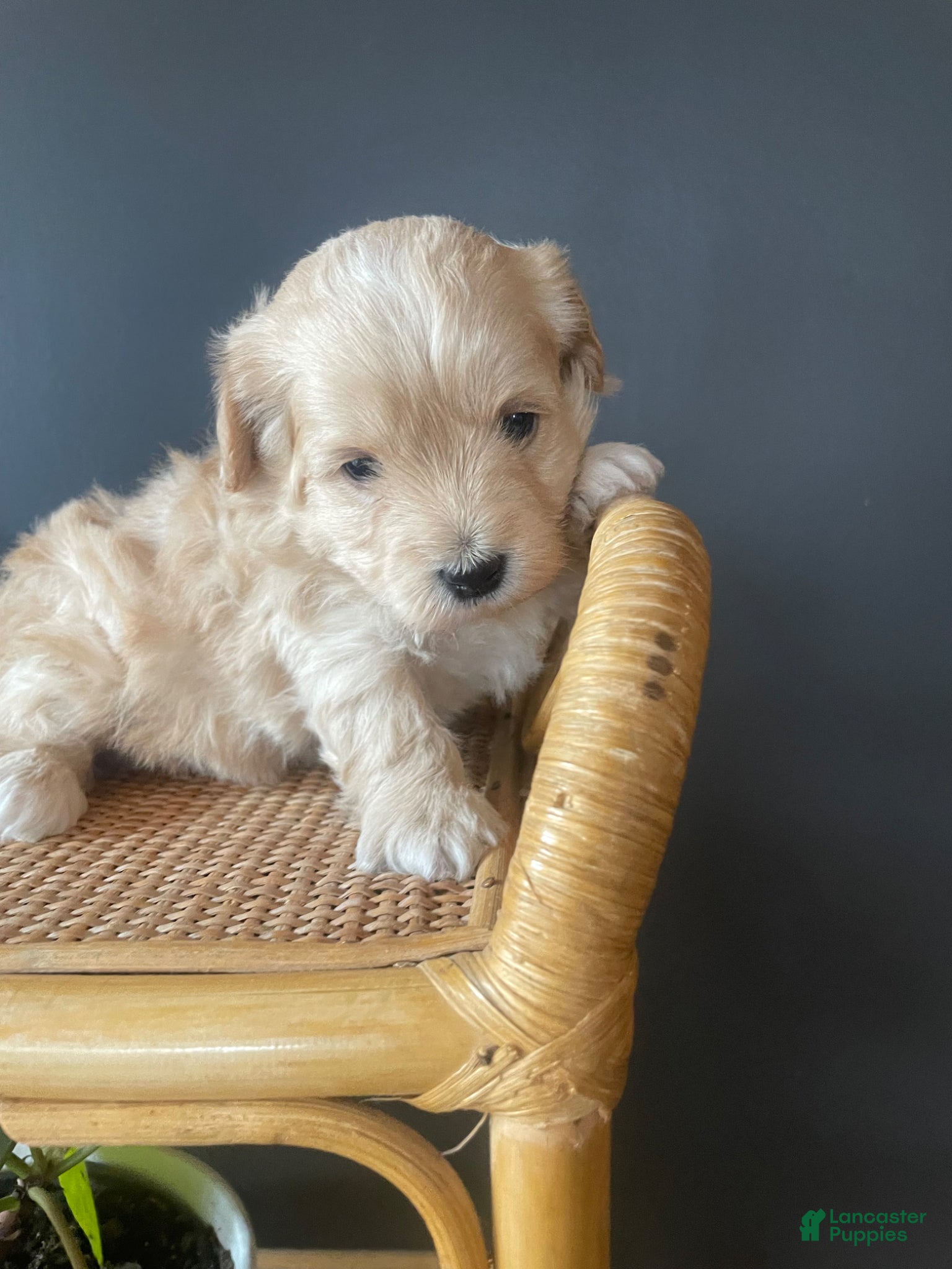 Mini Bernedoodle dogs Latte - Ad 2