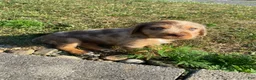 Mixed Breed dogs for sale: Millie - Ad 8