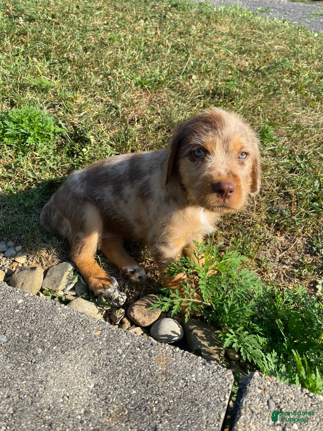 Mixed Breed dogs for sale: Millie - Ad 8