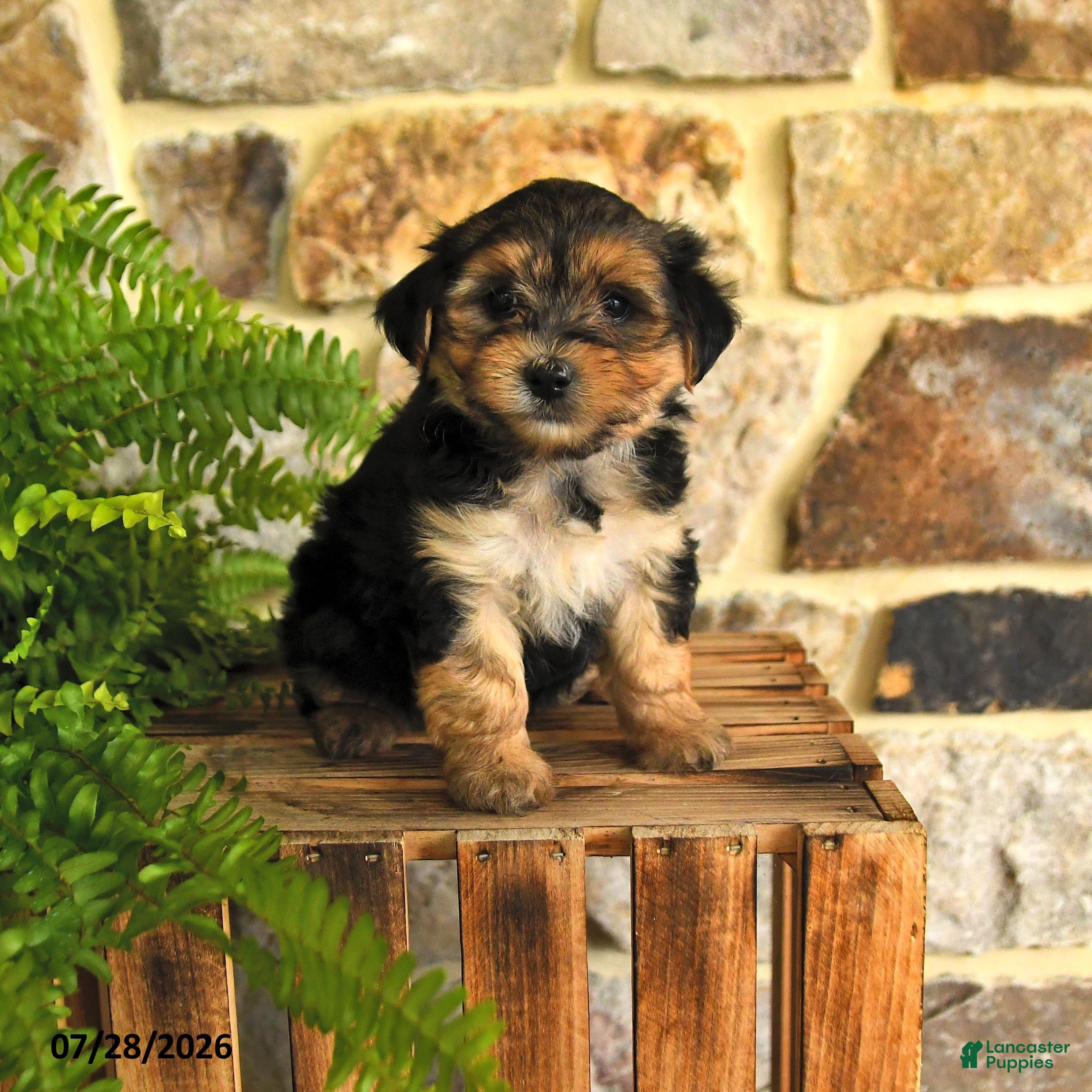 Mixed Breed dogs Gage - Ad 1
