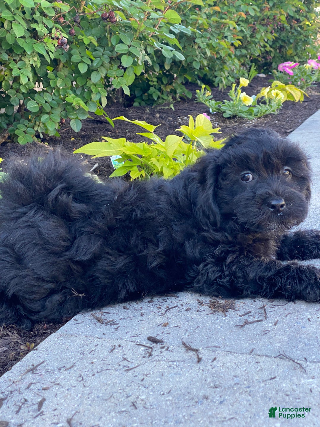 Lhasapoo dogs for sale: Jase - Ad 3