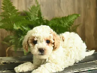Miniature Poodle dogs for sale: Ninja - Ad 1