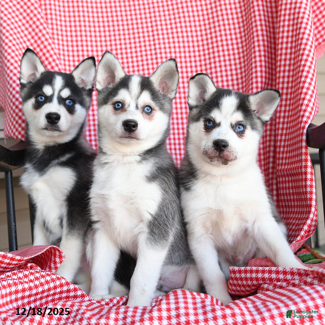 Alaskan Klee Kai dogs for sale: Tundra - Ad 3