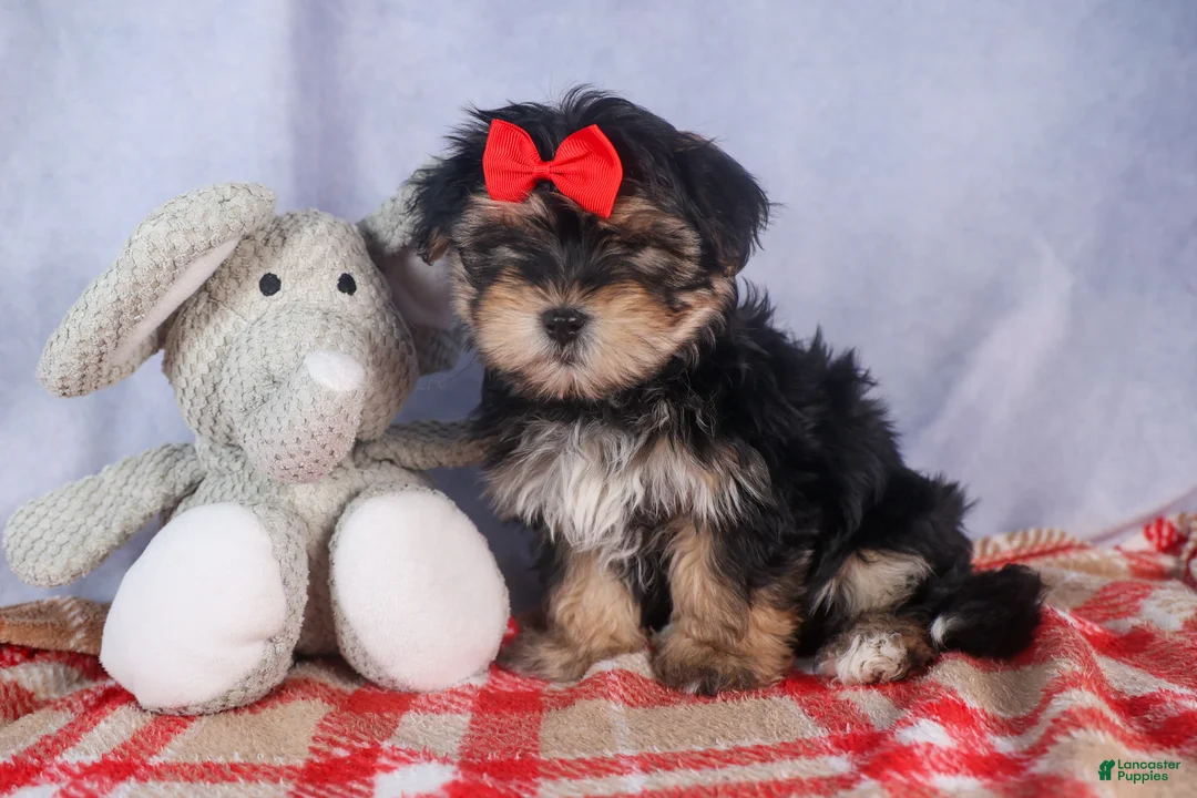 Morkie dogs for sale: Nash - Ad 26