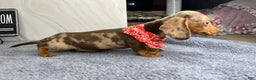 Dachshund dogs for sale: Ch Harriet LH dappleAkc - Ad 18