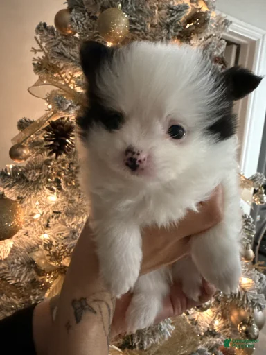 Gallery Image {{count}}