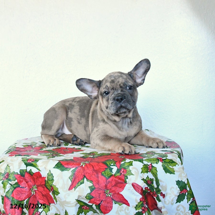 French Bulldog dogs Parker - Ad 33