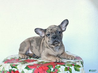 French Bulldog dogs Parker - Ad 33