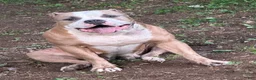 American Bully dogs for sale: American Bully 4.   (Nebula) - Ad 15