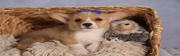 Welsh Corgi Pembroke dogs for sale: Charlie 🐾💙 - Ad 9