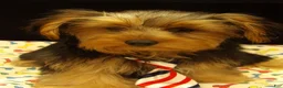 Yorkshire Terrier dogs for sale: Stuart - Ad 5