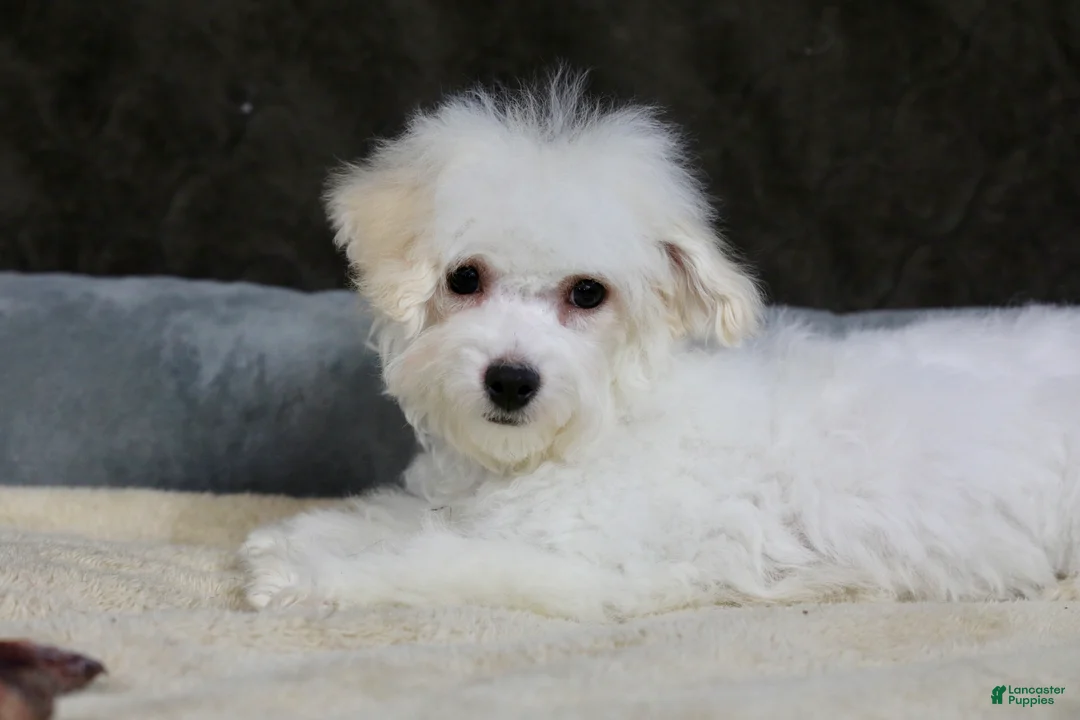 Teddy Bear dogs for sale: Dasher - Ad 14