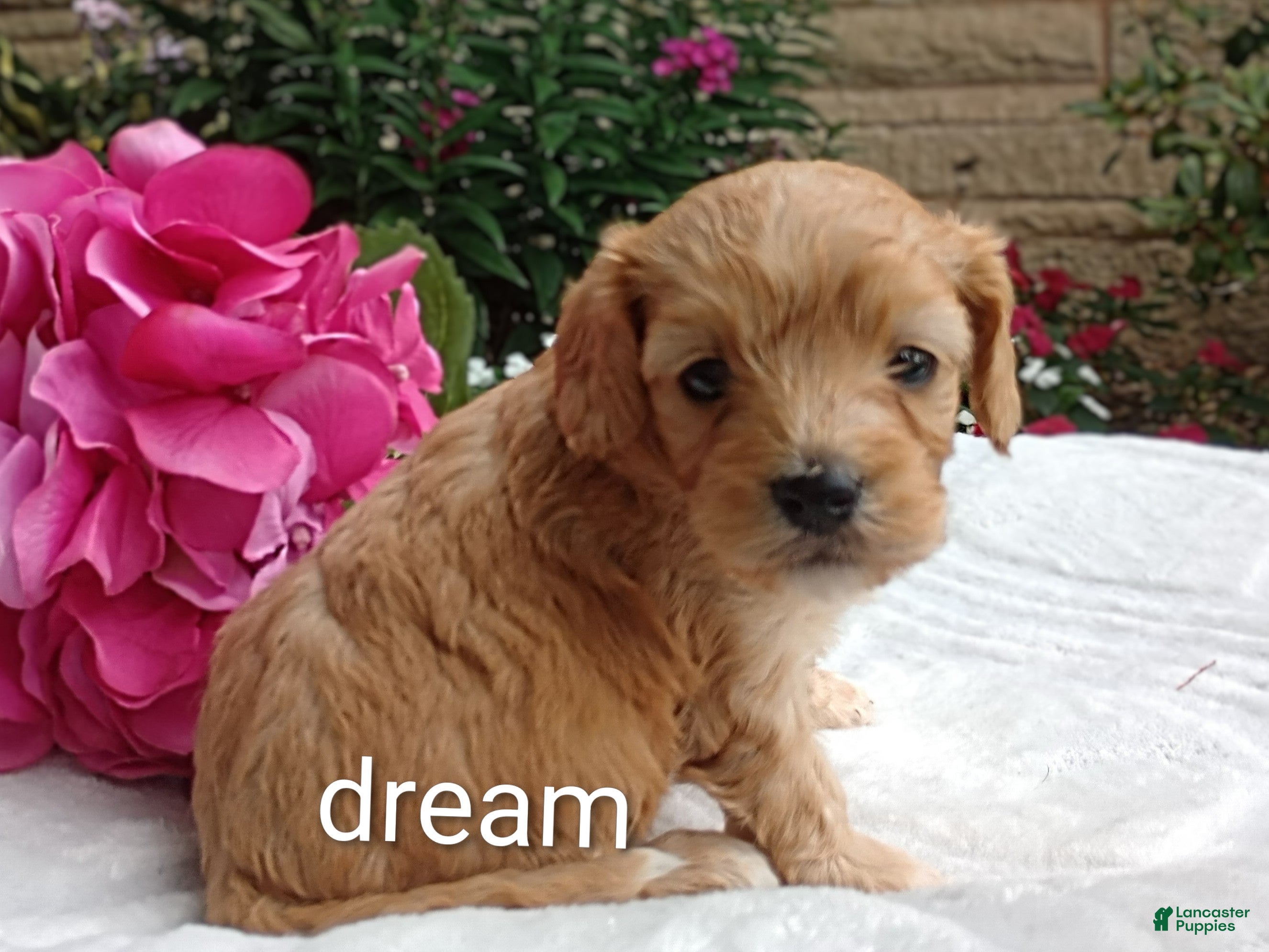 Cavapoo dogs Hadley - Ad 2