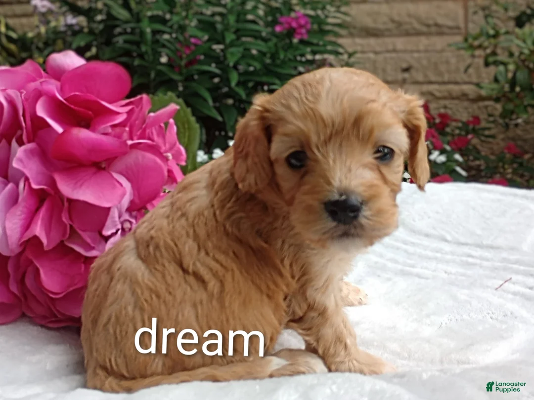 Cavapoo dogs for sale: Hadley - Ad 2