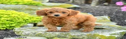 Miniature Poodle dogs for sale: Saltine - Ad 5