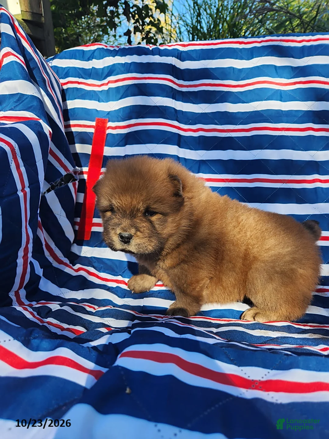 Chow Chow dogs for sale: Cooper - Ad 3