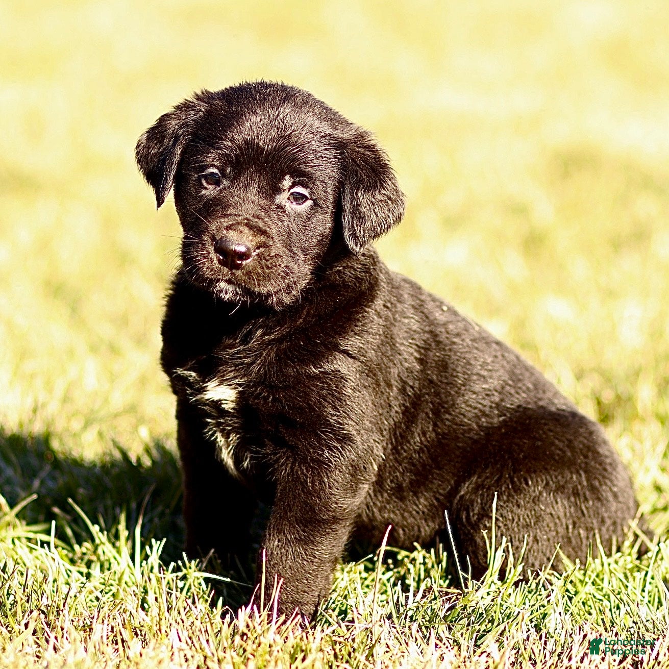 Mixed Breed dogs Logan - Ad 27