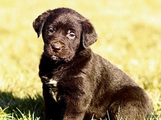 Mixed Breed dogs Logan - Ad 27