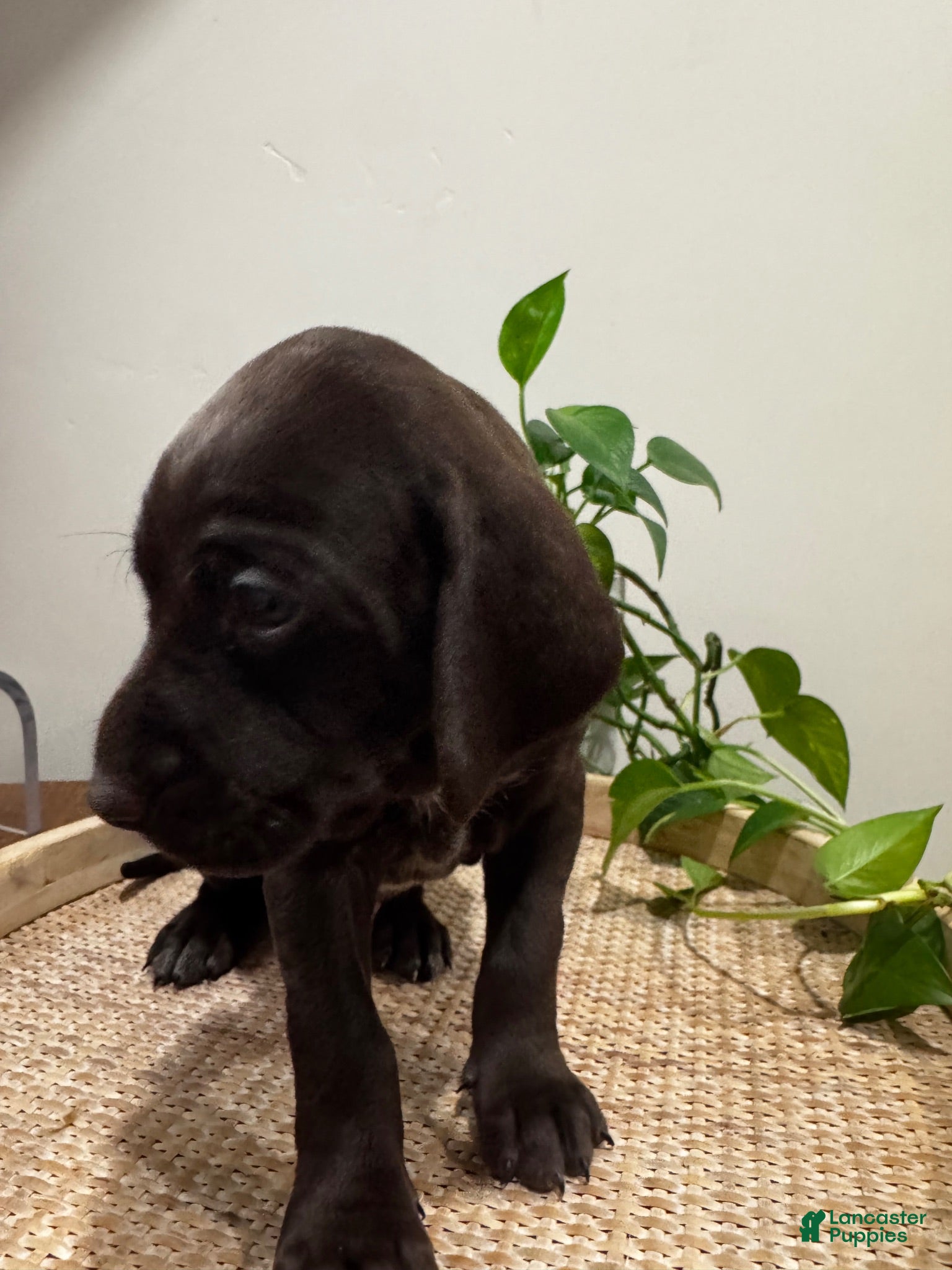 Mixed Breed dogs Orange  - Ad 2