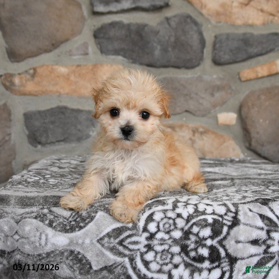 Maltipoo dogs Alice - Ad 2