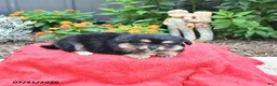 Mixed Breed dogs for sale: Muffin - Ad 3