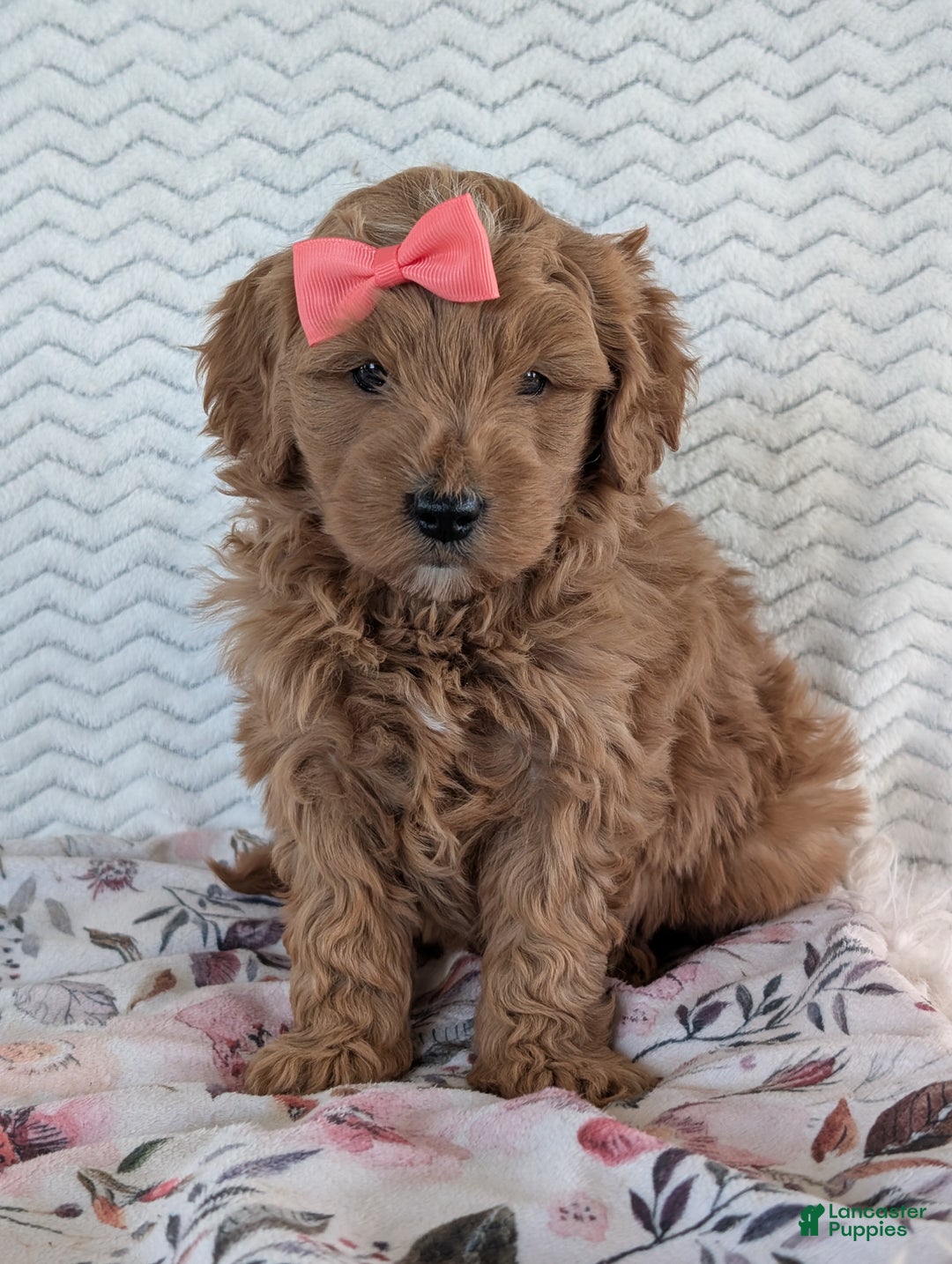 Goldendoodle dogs for sale: Bella - Ad 22