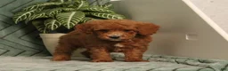 Miniature Poodle dogs for sale: Grover - Ad 4