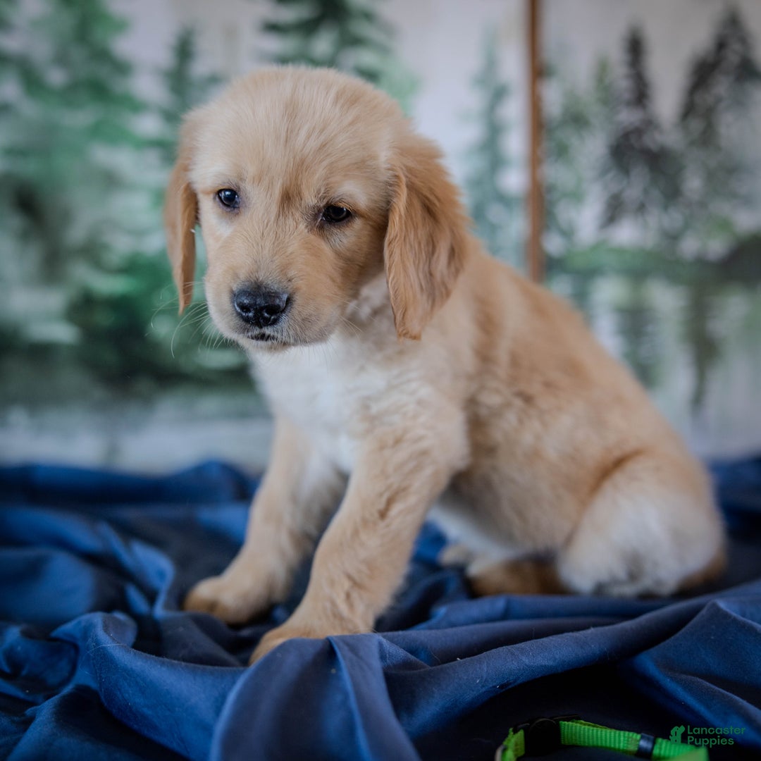 Golden Retriever dogs for sale: Green - Ad 3
