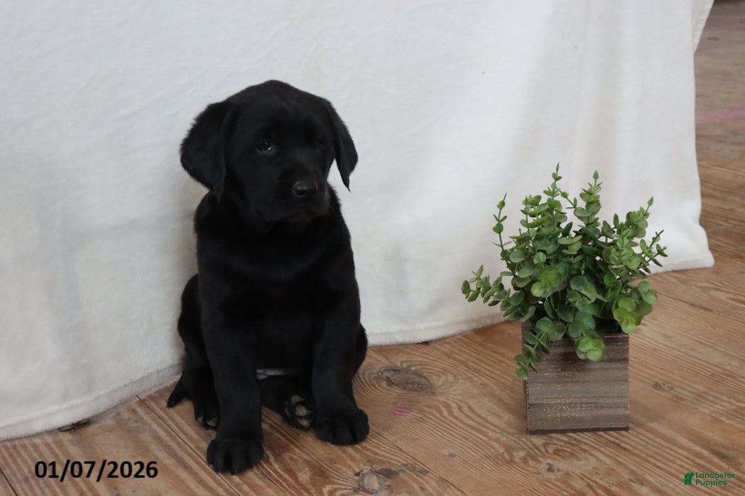 Labrador Retriever dogs for sale: Pumpkin - Ad 4