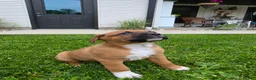 Mixed Breed dogs for sale: Bo - Ad 3