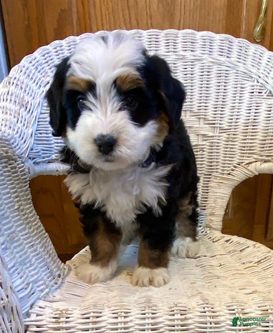 Mini Bernedoodle dogs for sale: Simba - Ad 2