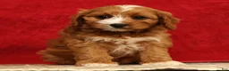 Cavapoo dogs for sale: Bella - Ad 5