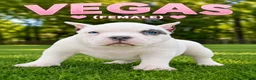 American Bully dogs for stud: T-Rex - Ad 17