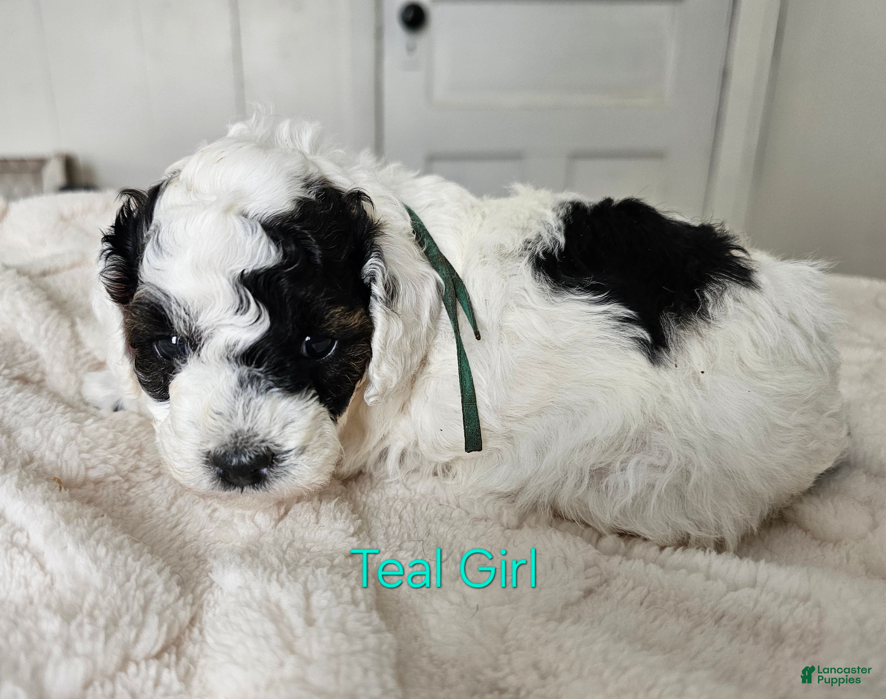 Cavapoo dogs Cavapoo - Teal girl - Ad 41