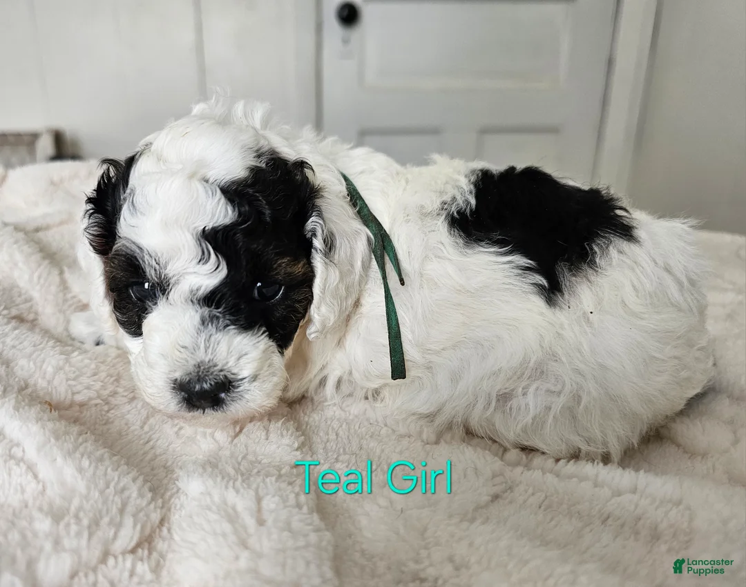 Cavapoo dogs for sale: Cavapoo - Teal girl - Ad 1