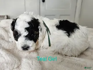 Cavapoo dogs Cavapoo - Teal girl - Ad 41